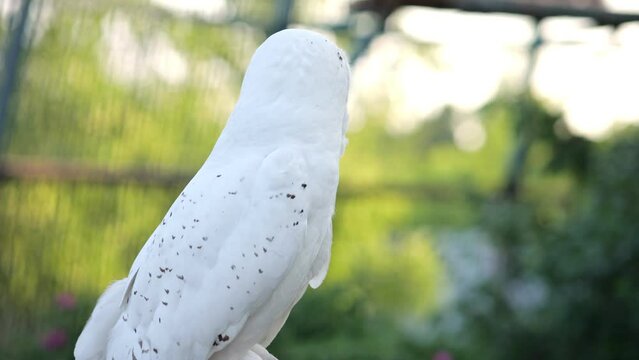 Light owl makes sounds in zoo on blurred trees background. Concept of keeping wild animal in good conditions. Bird species in zoological garden