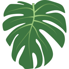 Monstera Tropical leaf