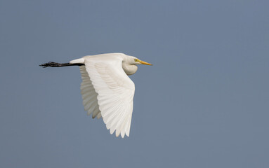 A intermediate egret in flight.intermediate egret, median egret or yellow-billed egret is a medium-sized heron. 