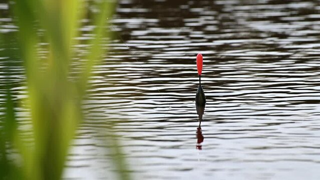 A fishing float floats in the water. The bobber floats on the water surface of the lake.