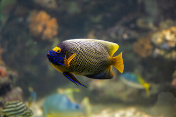 Blue faced angelfish Pomacanthus xanthometopon in a coral reef.