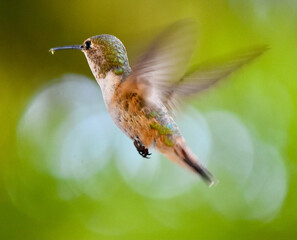 Closeup detailed irrigation green and orange hummingbird flying 