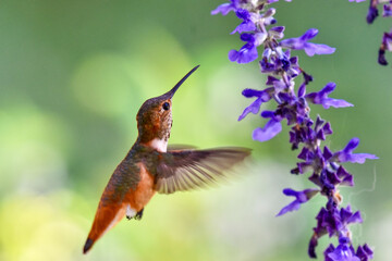 Fototapeta na wymiar Beautiful Allen’s hummingbird drinking from pretty purple salvias flowers
