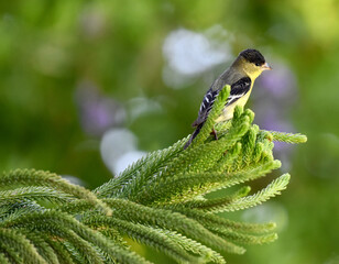 Adorable baby Goldfinch perched on green pine tree branch