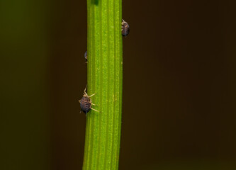 Małe czarne robaczki ba lodygach roślin mszyce pospolitej  - obrazy, fototapety, plakaty