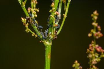 Mrówka współpracująca z mszycami na leśnej łodydze  - obrazy, fototapety, plakaty