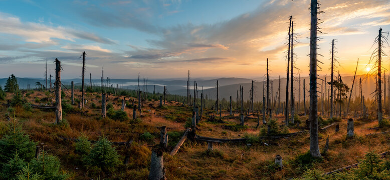 sunrise forest marsh in &Scaron;umava National Park