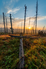 Obraz premium sunrise forest marsh in Šumava National Park