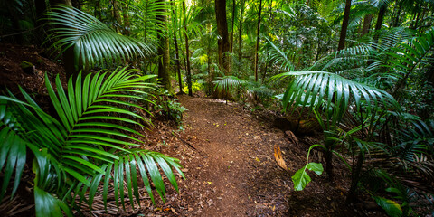 Fototapeta premium Beautiful unique lush rainforest in D'Aguilar National Park, palms in rainforest. Brisbane, Quensland, Australia 