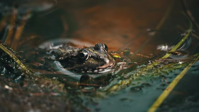 Green frog sits in a swamp close-up. Frog in the pool on floating aquatic plants, in water of different levels, close-up. Toads and frogs near the water in a pond on a spring day.