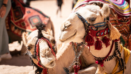 Camels of petra in front of treasury jordan