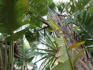 fotograf&iacute;a entre palmeras con luz solar de fondo, fotograf&iacute;a para fondo