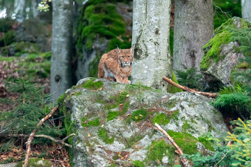 very rare feline lynx (Lynx lynx) in the National Park Bavarian Forest Šumava, Czech Republic, Germany
