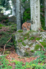 very rare feline lynx (Lynx lynx) in the National Park Bavarian Forest Šumava, Czech Republic, Germany
