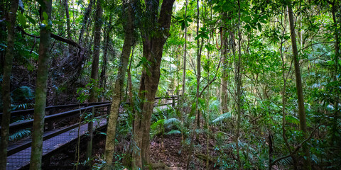 Beautiful unique lush rainforest in D'Aguilar National Park, palms in rainforest. Brisbane, Quensland, Australia	