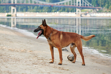 Portrait of a Malinois Belgian Shepherd dog standing on a beach