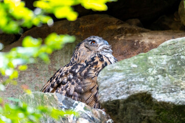 The Eurasian eagle-owl (Bubo bubo) Bavarian Forest Šumava National Park, Czech Republic, Germany