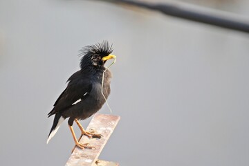 Great myna or White-vented myna (Acridotheres grandis) birds in the family Sturnidae