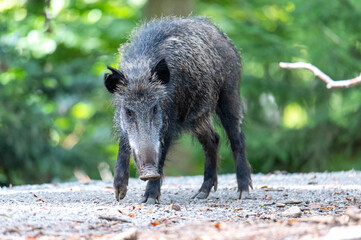 Wild boar (Sus scrofa) National Park Bavarian Forest Šumava, Czech Republic, Germany