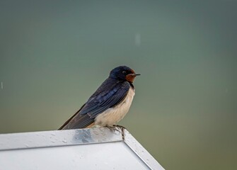 Isolated close up of a beautiful mature single barn swallow bird sitting in the rain- Armenia