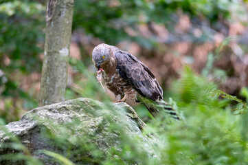 Predator The European honey buzzard (Pernis apivorus National Park Bavarian Forest Šumava, Czech Republic, Germany