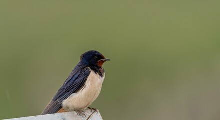 Obraz premium Isolated close up of a beautiful mature single barn swallow bird sitting in the rain- Armenia