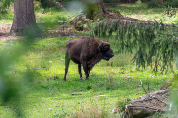 Large herbivore European bison (bison bonasus) National Park Bavarian Forest Šumava, Czech Republic, Germany