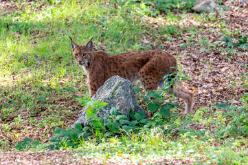 very rare feline lynx (Lynx lynx) in the National Park Bavarian Forest Šumava, Czech Republic, Germany

