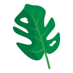 Green Monstera Tropical Leaf