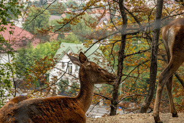 red deer in the forest