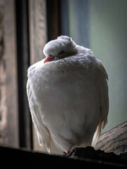 Isolated single beautiful white pigeon sitting in the cold on an open window seal- Armenia