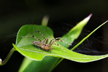 Brown spider sitting on a green leaf (Kusagumo, Agelena silvatica. Black background, wildlife close up macro photograph) 