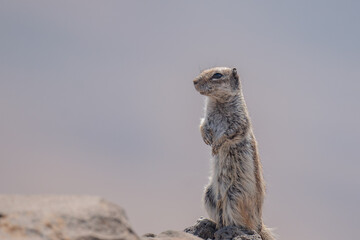 meerkat on the rock