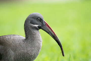 Bird strange