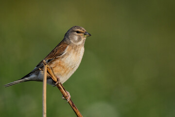 Pardillo