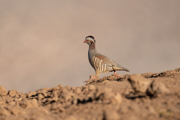 grey crowned crane