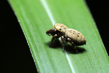 Japanese jumping spider (Karasuhaetorigumo, Rhene atrata)(Sunny outdoor side view, closeup macro photography)