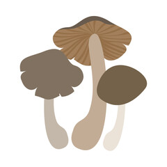 クマシメジ。フラットなベクターイラスト。
Grey knight (dirty tricholoma). Flat designed vector illustration.