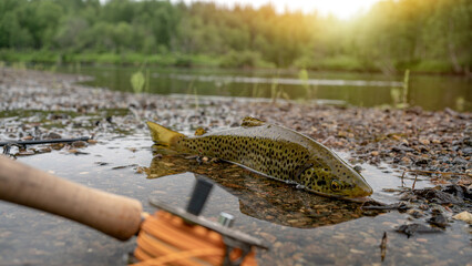 A fly fisherman's freshly caught rainbow trout, stones of a mountain river, a fishing rod and...