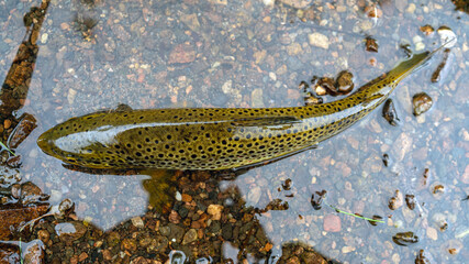 Colorful brook trout on stones in a mountain river. Top view.
