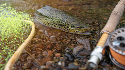 A fly fisherman's freshly caught rainbow trout, stones of a mountain river, a fishing rod and landing net.
