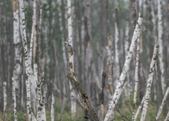 gray crane in a birch forest on a lake in search of food on a summer day