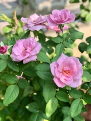 pink rose bush