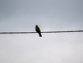 black kite hunting fish on the lake on a summer day