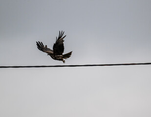 black kite hunting fish on the lake on a summer day