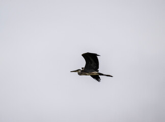 gray heron flies over the lake in search of fish on a cloudy summer day
