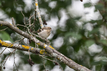 gray field bird sits on a tree branch