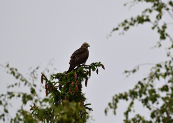 black kite on top of a spruce against the sky on a summer day