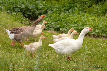 A flock of geese run across the grass. Daddy goose craned his neck to protect his family