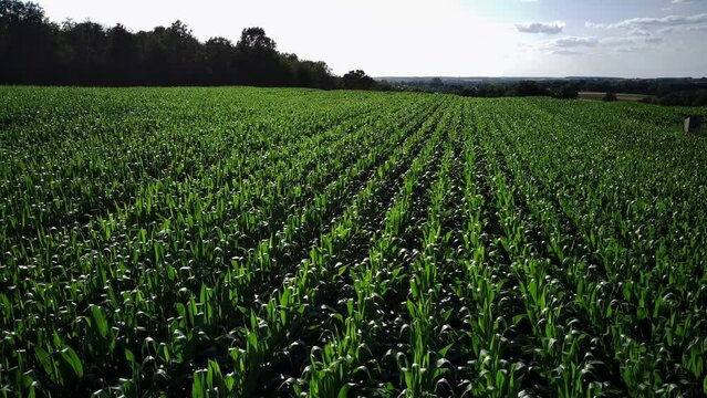 Pole kukurydzy, zielone pole kukurydzy w promieniach słonecznych i błękitnym niebem. 